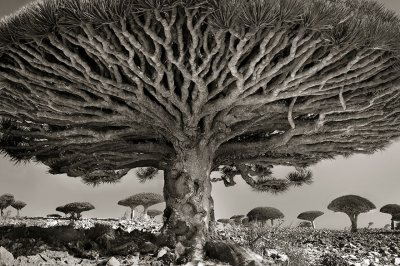 Ancient-Trees-11.jpg