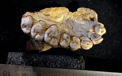 Human-jaw-fossil-1.jpg