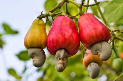 cashews.jpg