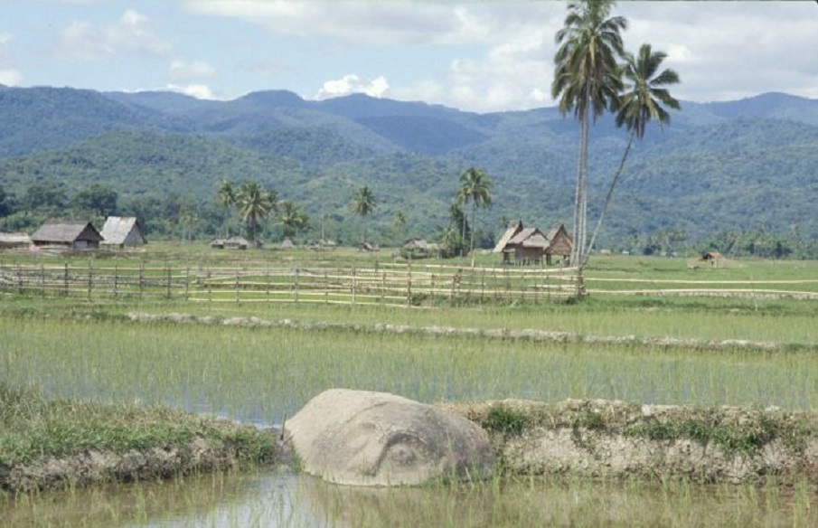 Megalitická socha Baula v údolí Bada. Mnoho soch je povalených uprostřed rýžových polí.