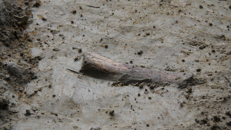 Kosti objeveného nosorožce nesou jasné stopy po porcování masa a po úderech kamenným kladivem.
