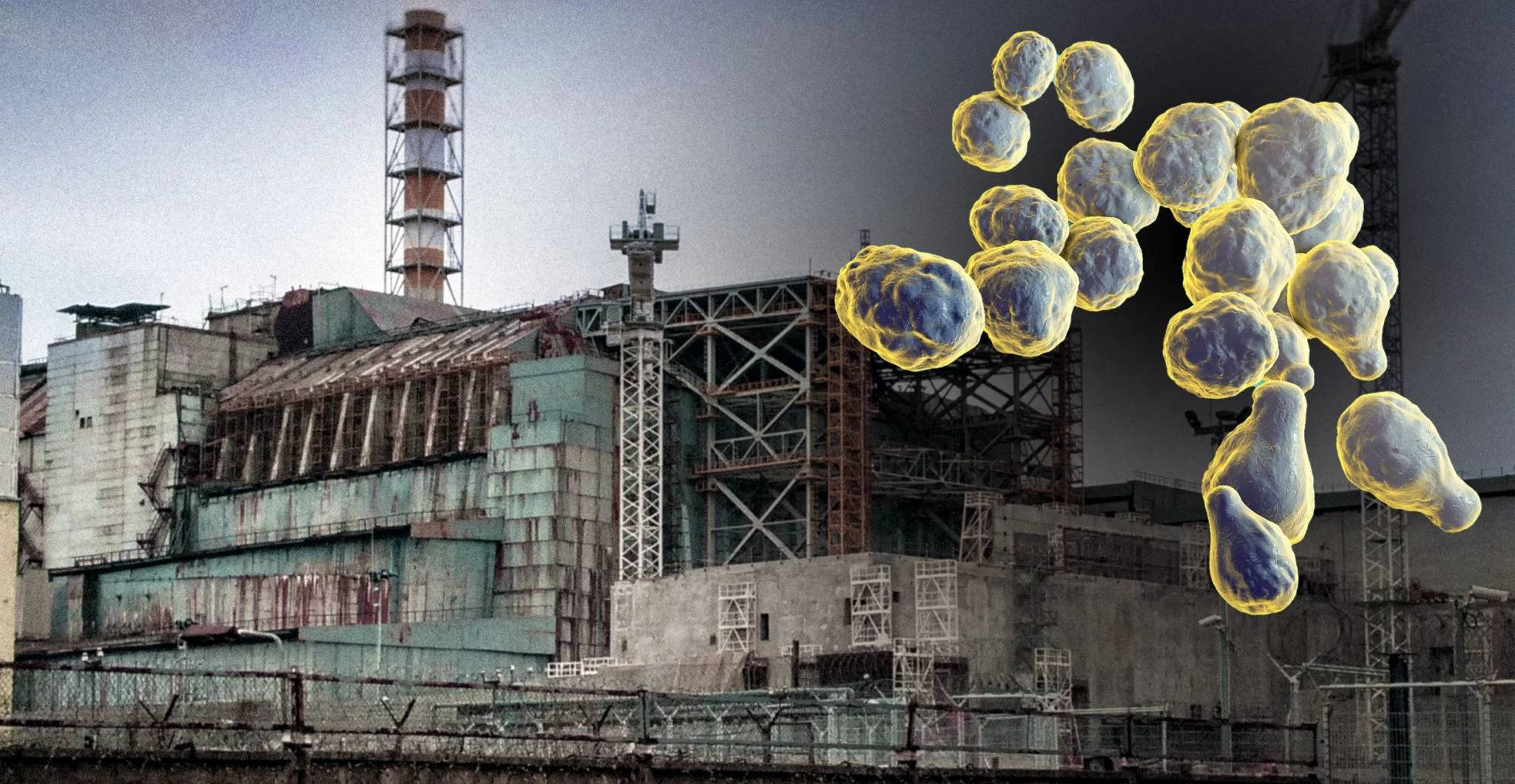 chernobyl-fungus.jpg